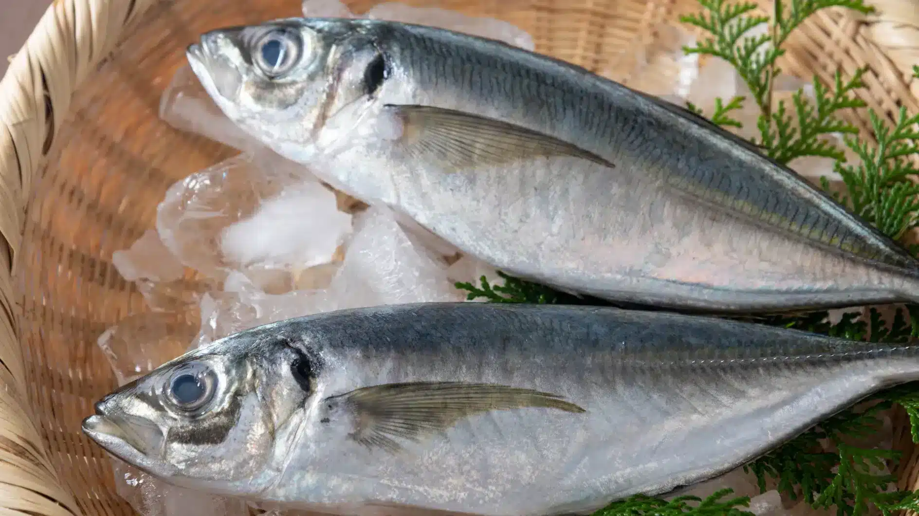 il a le même goût que la sardine, ce poisson économique peu connu est pourtant rempli de bienfaits