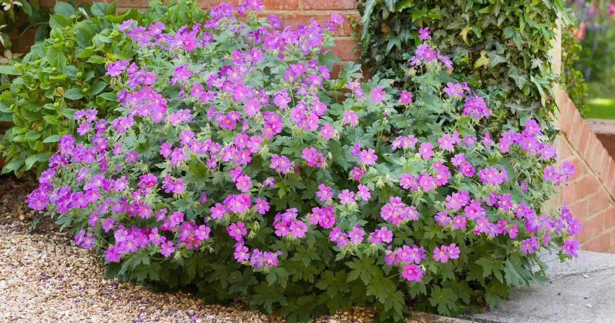 jardin, cette fleur élue « plante du siècle » pour sa beauté est à planter ce printemps et elle ne nécessite aucun entretien